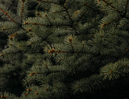 elan meubelen taxus baccata