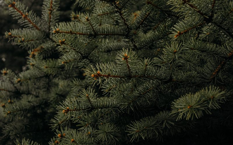 elan meubelen taxus baccata